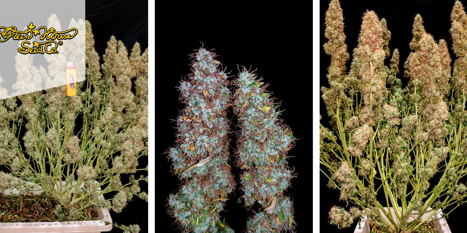 Jack Herer Auto (Greenhouse Seeds)