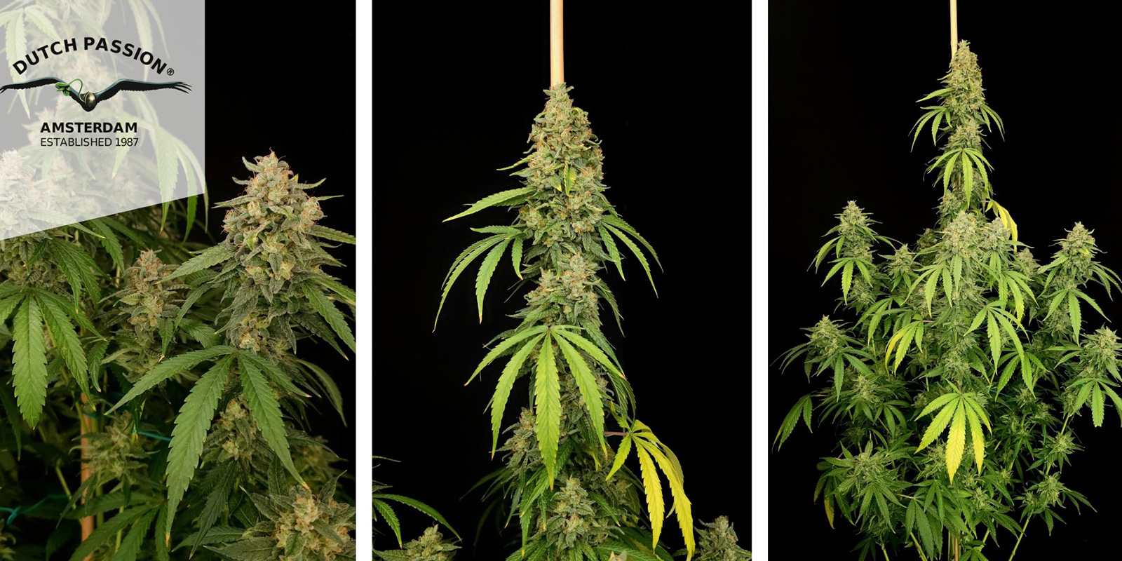 Northern Lights Auto (Dutch Passion)