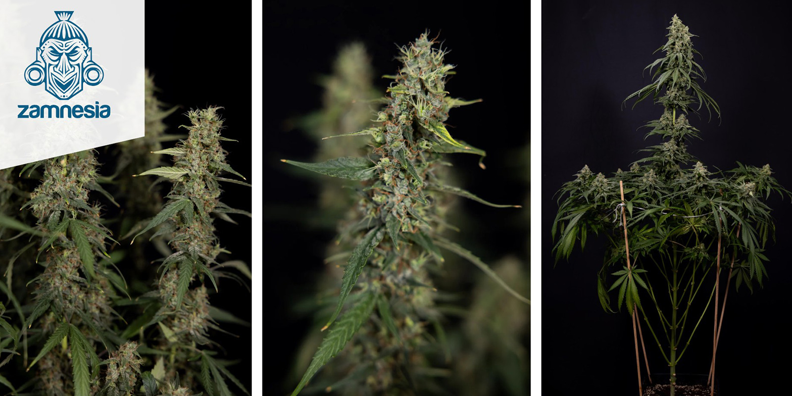 Tropicana Cookies (Zamnesia Seeds)