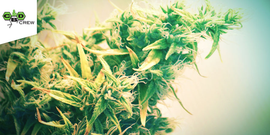 CBD Mango Haze CBD Crew CBD Mango Haze CBD Crew