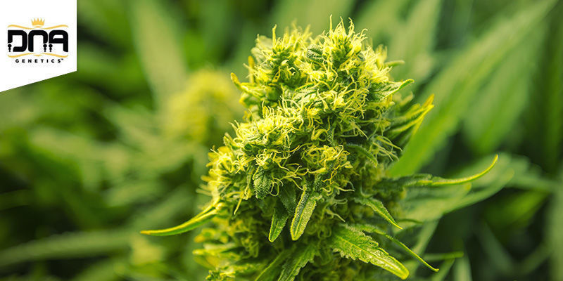 Chocolope (DNA Genetics) feminized Chocolope (DNA Genetics) feminized