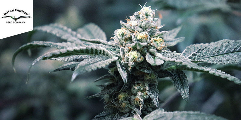 Durban Poison Dutch Passion Durban Poison Dutch Passion