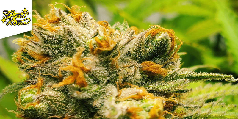 Jack Herer Greenhouse Seeds Jack Herer Greenhouse Seeds