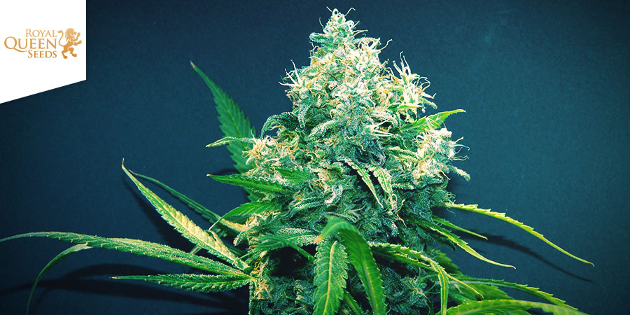 Lemon Haze Royal Queen Seeds Lemon Haze Royal Queen Seeds