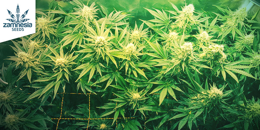 Sour Diesel Zamnesia Seeds Sour Diesel Zamnesia Seeds