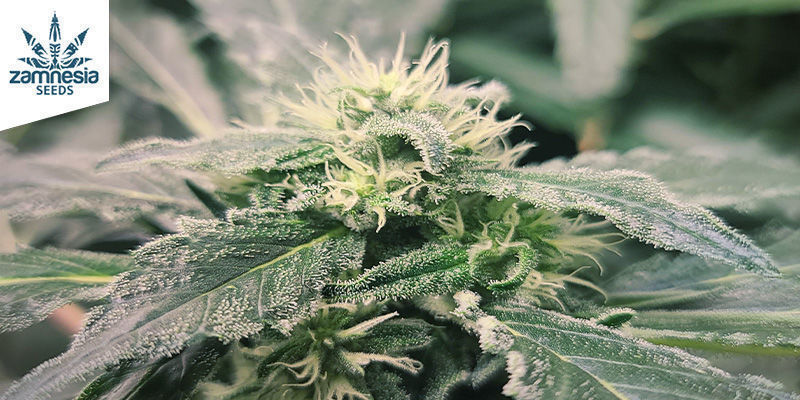 Super Silver Haze Zamnesia Seeds Super Silver Haze Zamnesia Seeds