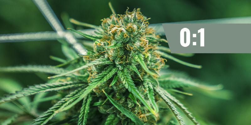 CBD:THC — 0:1 ( CBD:THC — 0:1 (