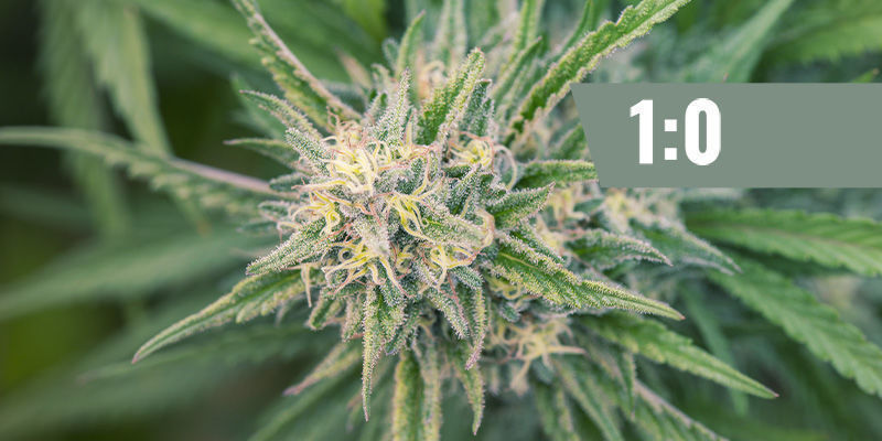 CBD:THC — 1:0 ( CBD:THC — 1:0 (