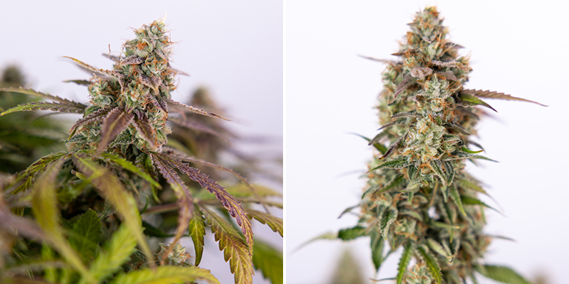 Pineapple Express Auto (FastBuds) Pineapple Express Auto (FastBuds)