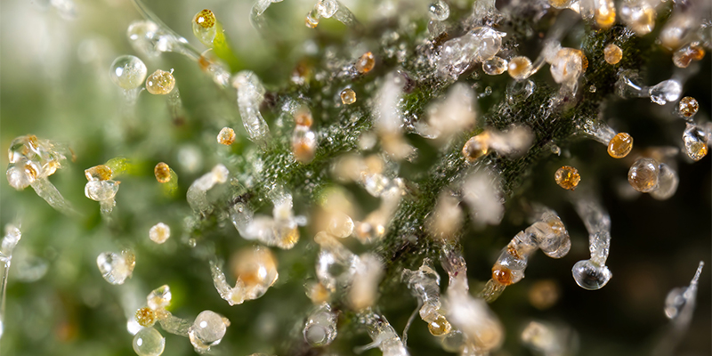 Was macht eine fruchtige Cannabissorte aus und worin unterscheidet sie sich von einer süßen? Was macht eine fruchtige Cannabissorte aus und worin unterscheidet sie sich von einer süßen?
