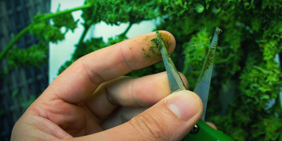 Wie Man Charas Herstellt: Modifizierte Methode Wie Man Charas Herstellt: Modifizierte Methode