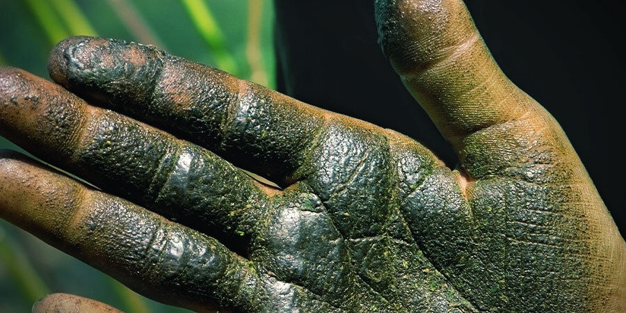 Wie Man Charas Herstellt: Traditionelle Methode Wie Man Charas Herstellt: Traditionelle Methode