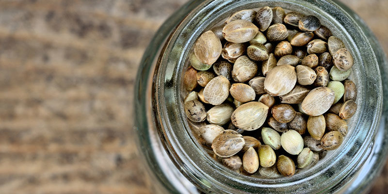 Autoflowering Oder Feminisierte Cannabissamen? Autoflowering Oder Feminisierte Cannabissamen?