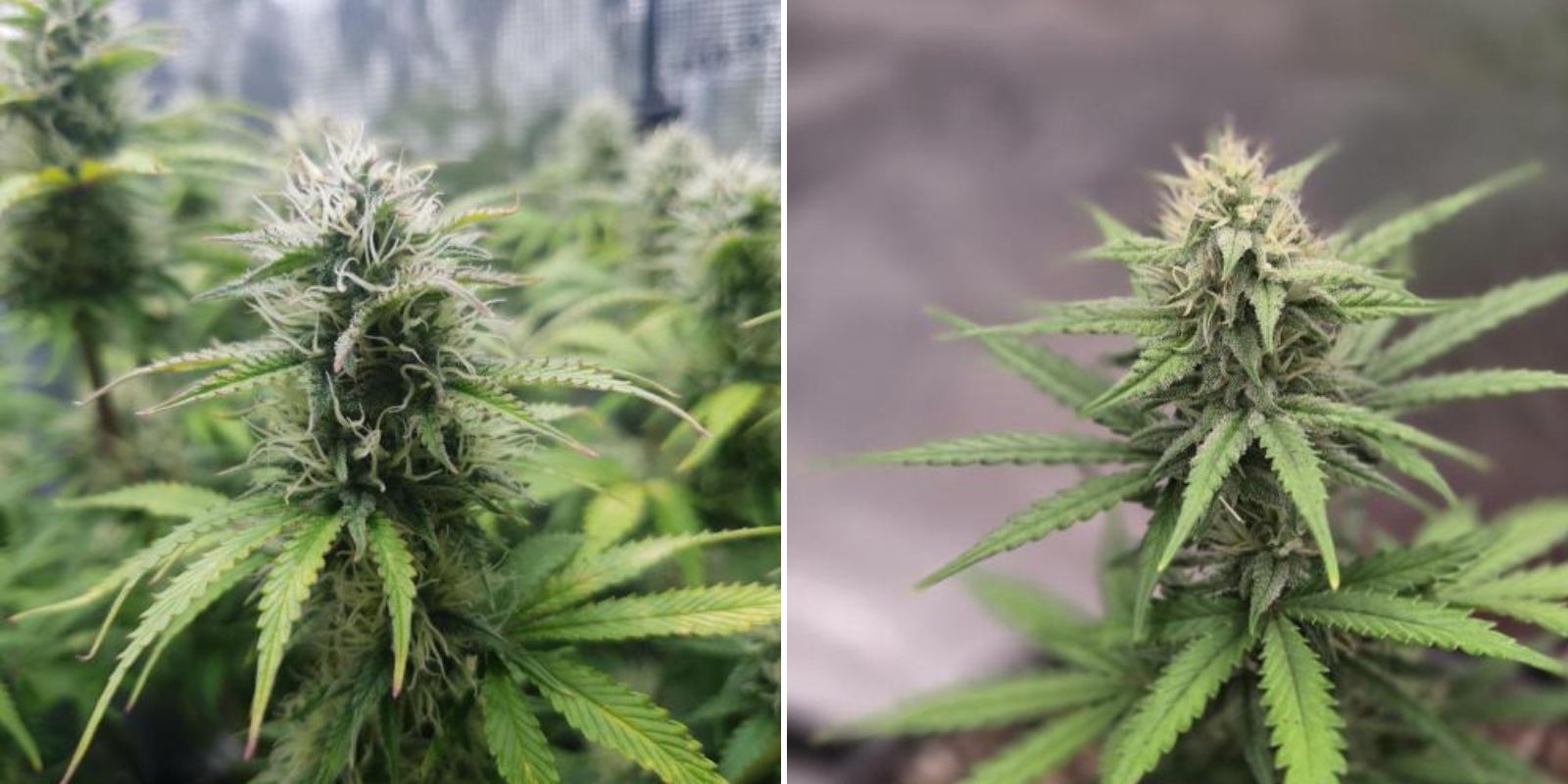 Autoflower- vs. Photoperiode-Samen f&uuml;r Anf&auml;nger