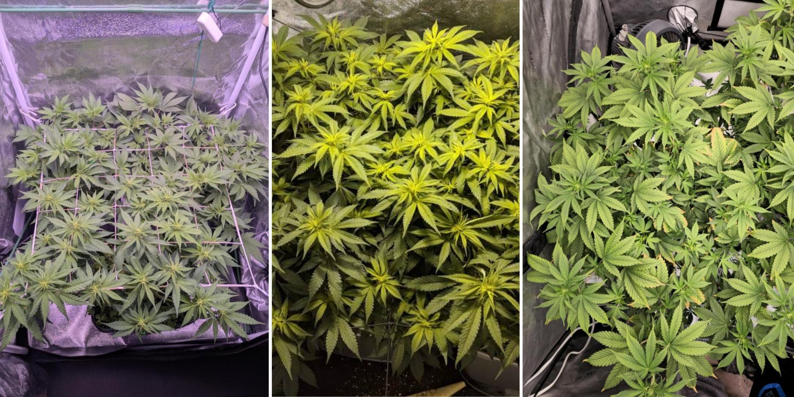 Indica, Sativa und Hybride: Gibt es einen Unterschied in der Anbauschwierigkeit?