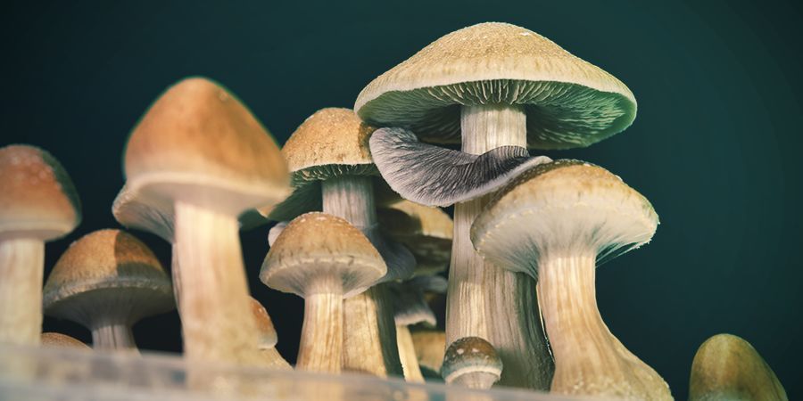 Wie Sicher Ist Psilocybin? Wie Sicher Ist Psilocybin?