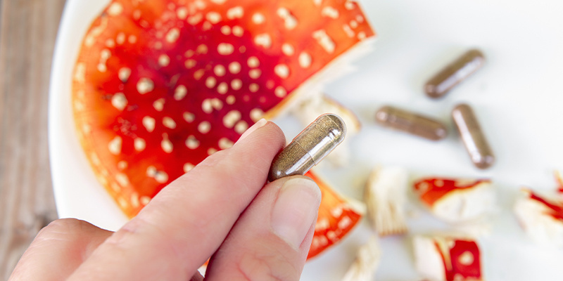 Fliegenpilz (Amanita muscaria)