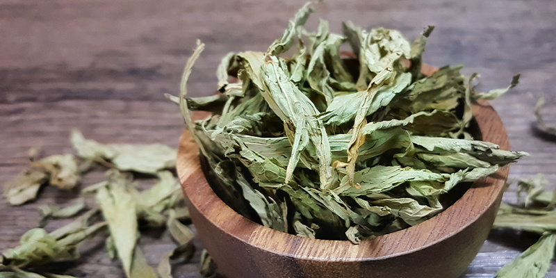 Traumkraut (Calea zacatechichi)