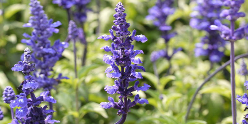 9 (legale) Drogen, die einen psychedelischen Trip hervorrufen