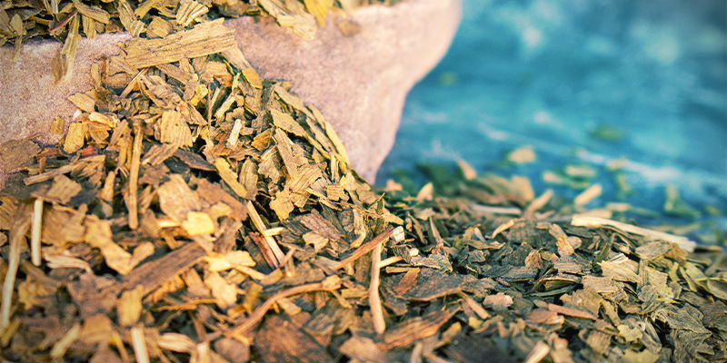 Ginkgo Biloba Ginkgo Biloba