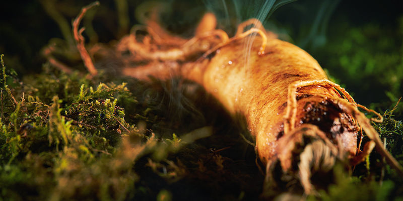 Roter Ginseng Roter Ginseng
