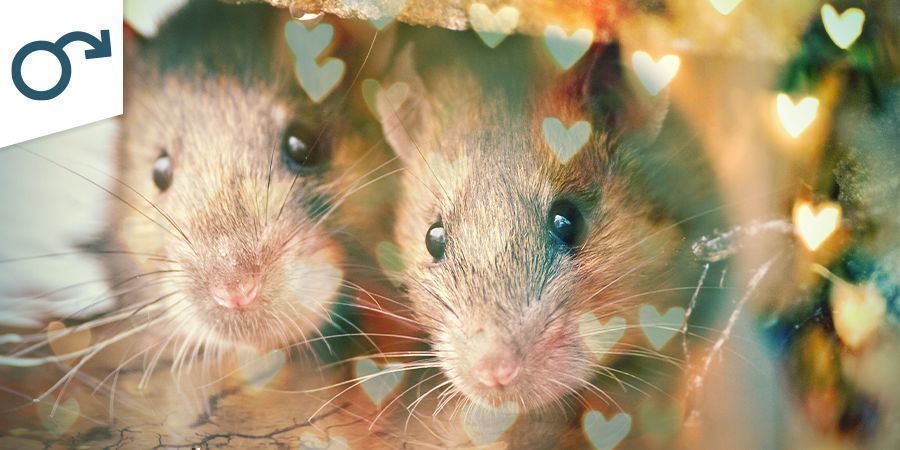 Impotenz Und Sexuelle Performance Impotenz Und Sexuelle Performance