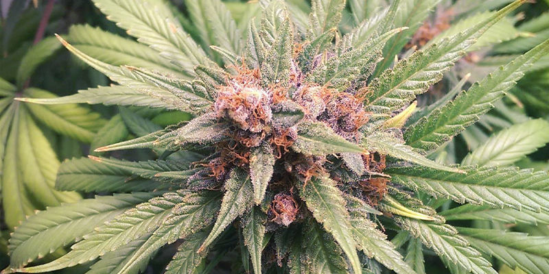 Durban Poison Dutch Passion Durban Poison Dutch Passion