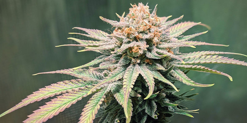 Jack Herer Greenhouse Seeds Jack Herer Greenhouse Seeds