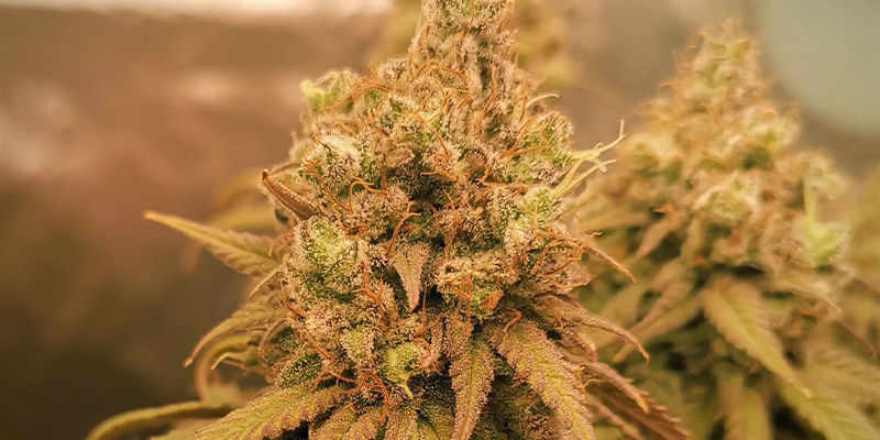 Suoer Silver Haze Zamnesia Seeds Suoer Silver Haze Zamnesia Seeds