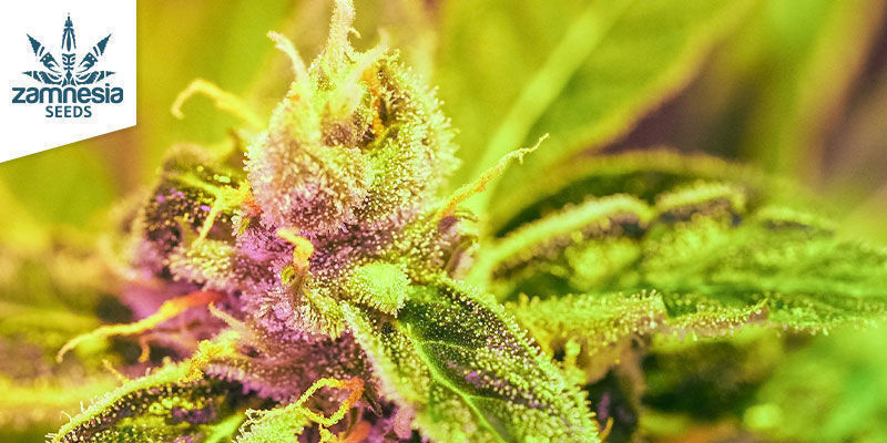 Amnesia Haze Automatic AMNESIA HAZE AUTOMATIC