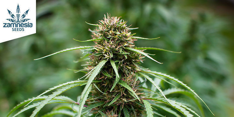 Frosted Guava Automatic FROSTED GUAVA AUTOMATIC