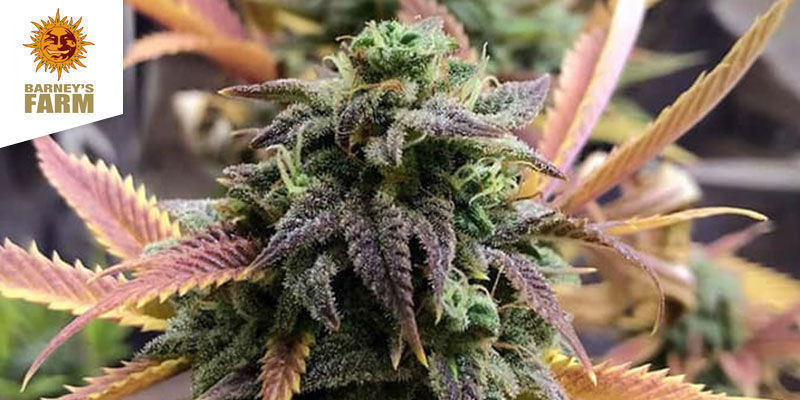 Laughing Buddha LAUGHING BUDDHA