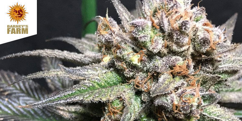 Liberty Haze LIBERTY HAZE