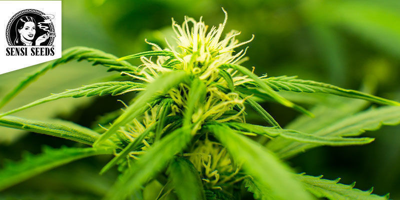 Maple Leaf MAPLE LEAF