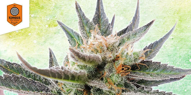 Sativa Dream SATIVA DREAM