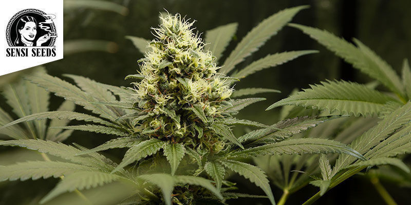 Skunk Kush SKUNK KUSH