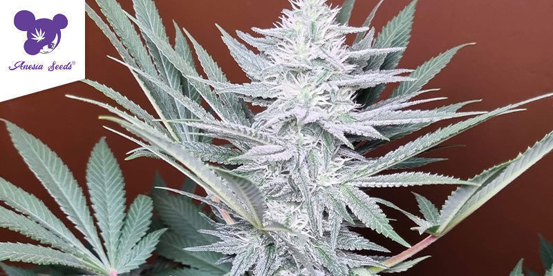 White Runtz WHITE RUNTZ