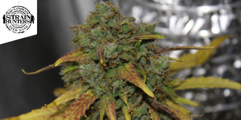 White Strawberry Skunk WHITE STRAWBERRY SKUNK