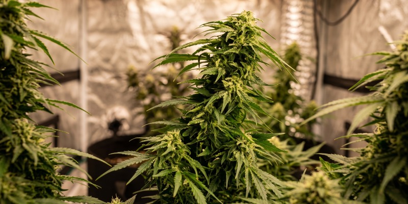 HINDU KUSH HINDU KUSH