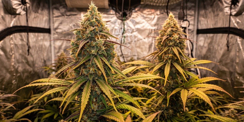 LIBERTY HAZE LIBERTY HAZE