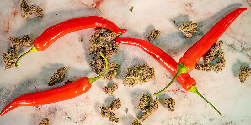 Haben Cannabispflanzen Und Chilis Etwas Gemeinsam? Haben Cannabispflanzen und Chilis etwas gemeinsam?
