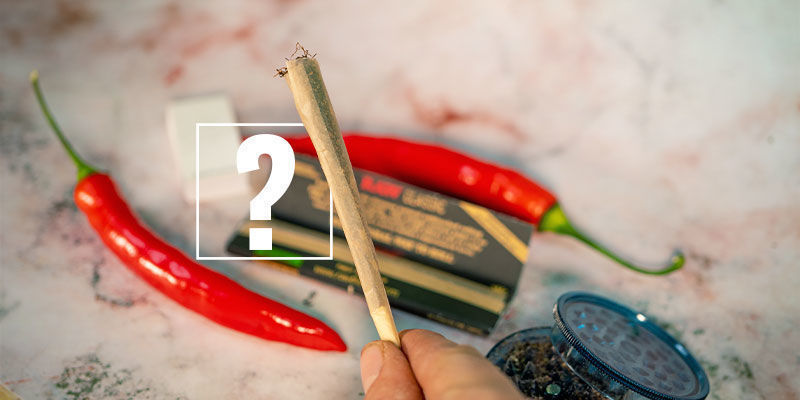 Chilis Und Cannabis: Das Perfekte Paar? Chilis und Cannabis: das perfekte Paar?