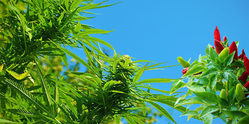 Welche Vorteile Bieten Chilis Als Begleitpflanzen? Welche Vorteile bieten Chilis als Begleitpflanzen?