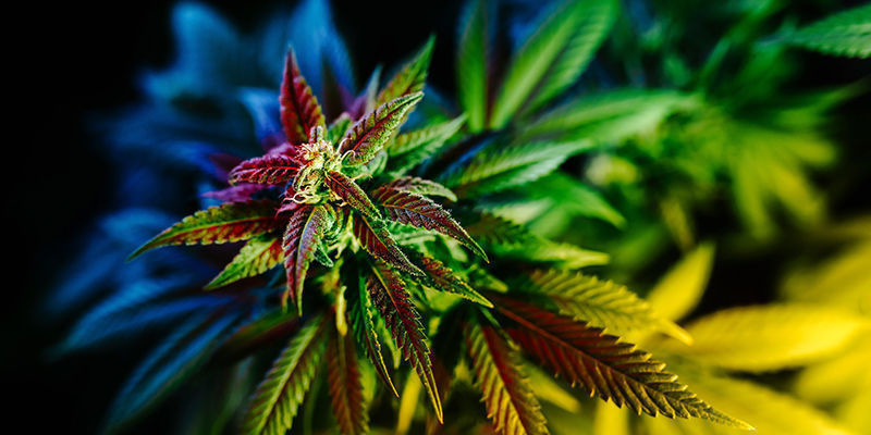 Cannabis und Halluzinationen: FAQ Cannabis und Halluzinationen: FAQ