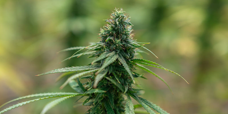 Für intensive Effekte bekannte Cannabissorten Für intensive Effekte bekannte Cannabissorten