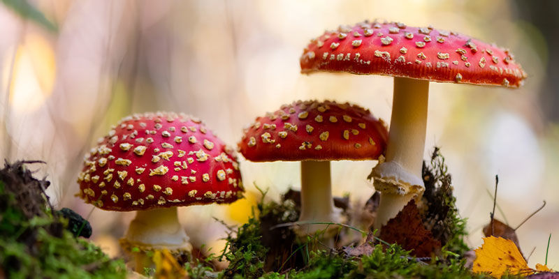 Worum Handelt Es Sich Beim Fliegenpilz (Amanita Muscaria)?  Worum handelt es sich beim Fliegenpilz (Amanita muscaria)?