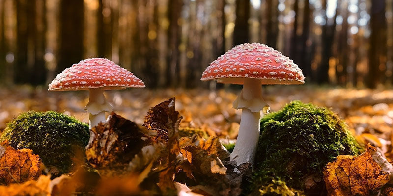 Wo Kann Man Amanita Muscaria Finden? Wo kann man Amanita muscaria finden?