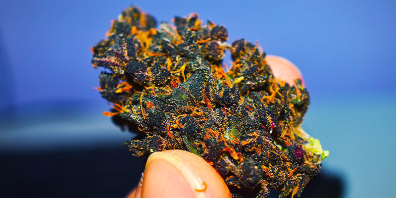 Blüten lila Cannabis Blüten