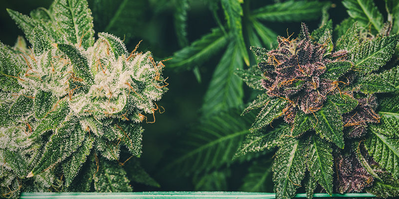 Ist Lila Weed Wirkstärker Als Grünes Weed? Ist Lila Weed Wirkstärker Als Grünes Weed?