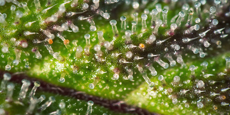 Trichome lila Cannabis Trichome